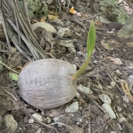 Behold The Coconut